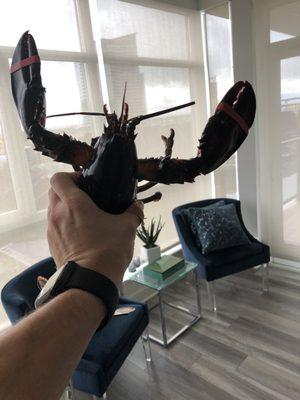 Fresh lobster