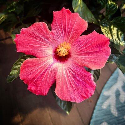 Hibiscus