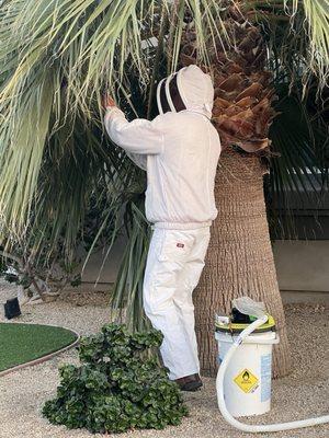 Safely and gently removing the bees from the tree.