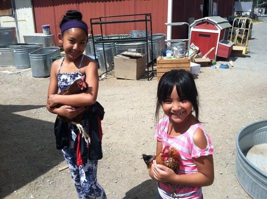 My little chicks holding a couple of roosters.