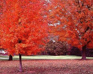 Fall Golf