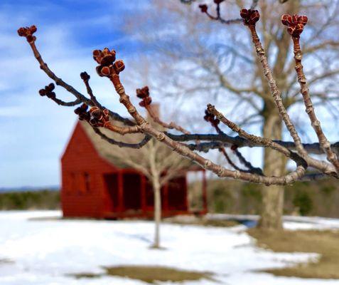 Spring is coming!  Taken at the Nielson farm at the Saratoga National Historical Park, 3/24/18