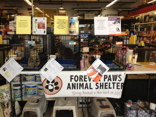 Adoption Days hosted by Forever Paws at Mellisa's Pet Depot!