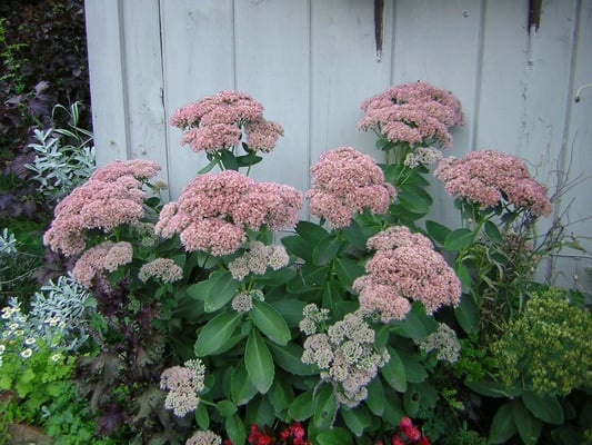 Sedum Autumn Joy