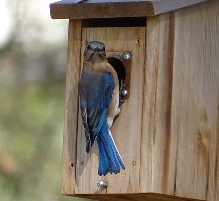 Nesting boxes, material, and hardware