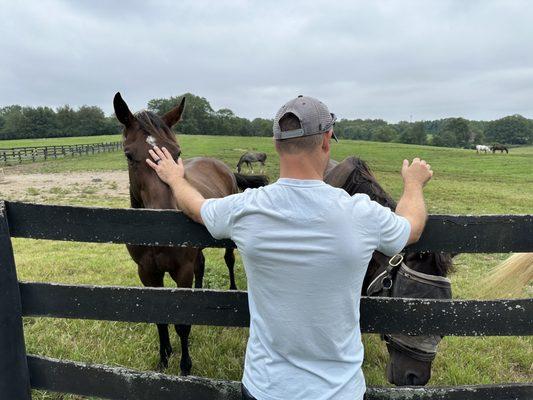 Kentucky Equine Adoption Center