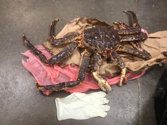 Large sized glove for size comparison.  8-lb King Crab