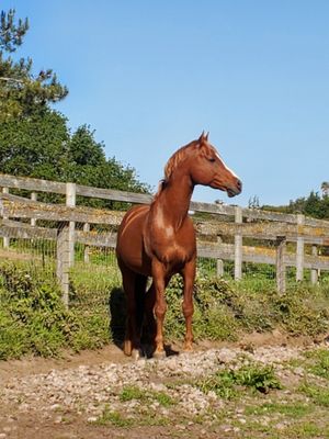 Encandescent our senior stallion