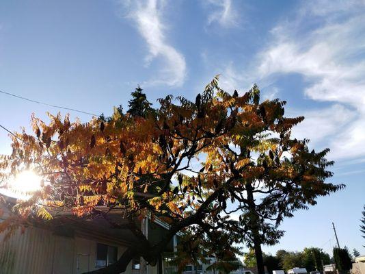 Many beautiful trees throughout the manufactured home complex