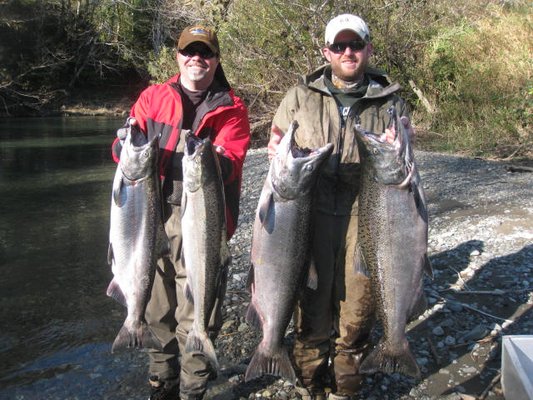 Some  Elk River Hawgs  (Fall Chinook Salmon)