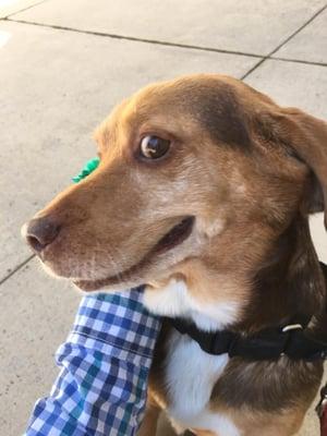 Hutch couldn't stop smiling after his walk!  Ha!