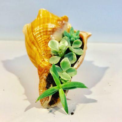 One of our sea shell succulents