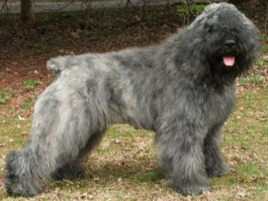 Bouvier Des Flandres