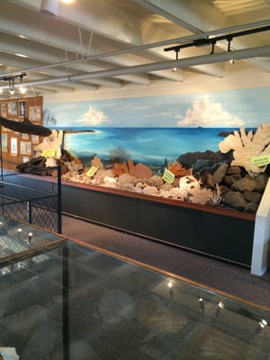 Coral display