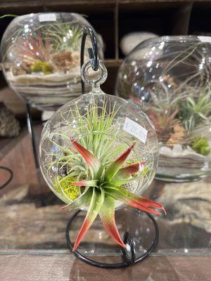 Air plants