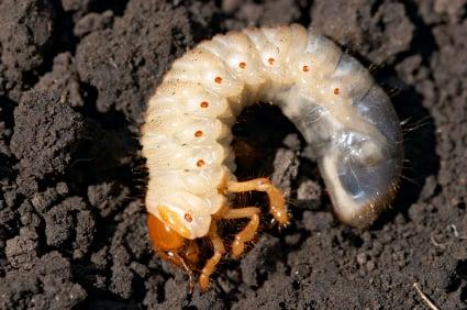 Lawn damage from grubs in our area is very common. California Yard Care can help.