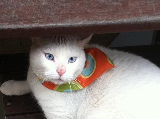 Blue chilling with his cool bandana