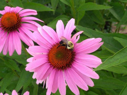 Love bees?   Bees love these vibrant flowers!  Low maintenance, dependable, brilliant perennial.  Must have!