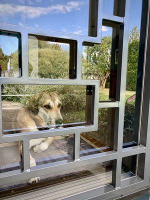 Pup loving new secure front yard view.