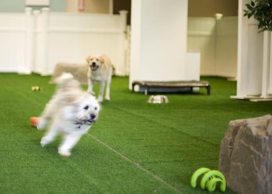 Cage-free doggie daycare features all day play.