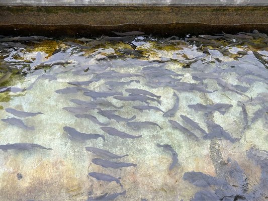 Raceway with Cutthroat Trout