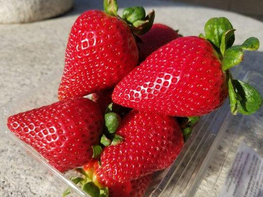 Nakamura Berry Growers