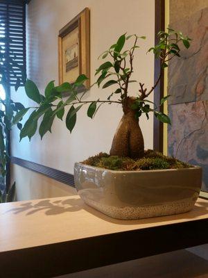 This bonsai tree makes me giggle. I might be 8 years old.