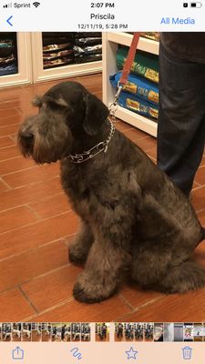 His owner asked us to make him as a Giant Schnauzer! He gets handsome!