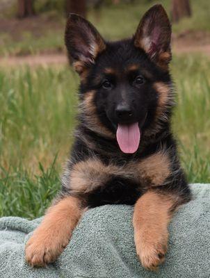 Baerental German Shepherds