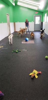 Dog daycare