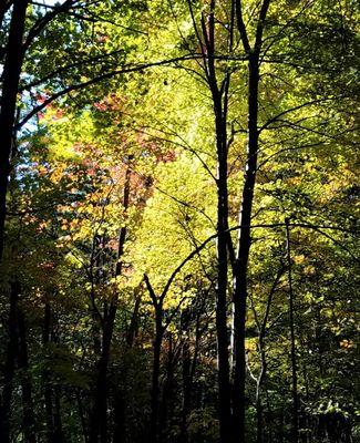 Dilcher-Turner Canyon Forest