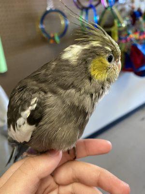 Baby cockatiel