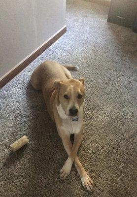 Deezel likes to model on the flooring :)  Plush Carpets with a thick pad underneath.