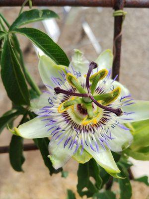 Passion flower vine