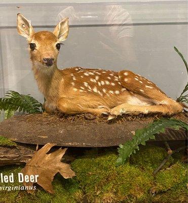 A beautiful  fawn