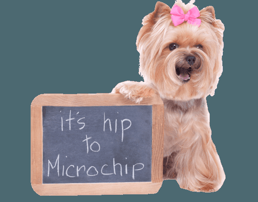 We offer microchipping for just $31.00 (with separate registration fee of $19.99) Refer to our FB for specials like our 10$ chipping days!