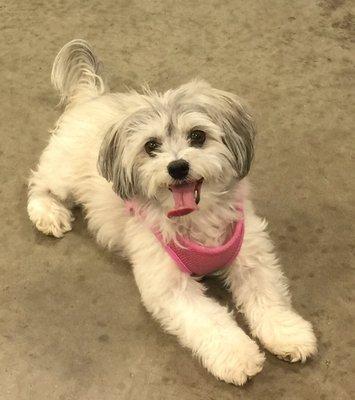 Princess IsaBella 10 yr. old Havanese