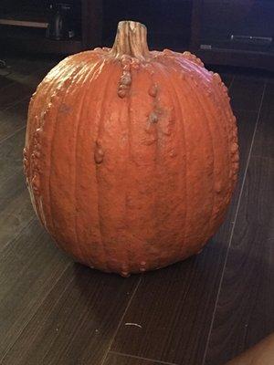 Look at our huge pumpkin! I think its called a knuckle pumpkin?  $23.