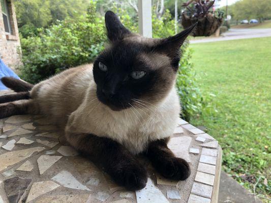 Missing since July 22, 2024
 Sam - 13 year old Siamese
 If you see him please call 251-648-6521