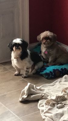 Teaching dogs to sit on a mat while at the front door.  This is good for door dashing, jumping on guests.