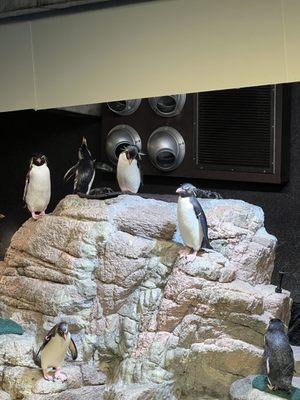 Penguins