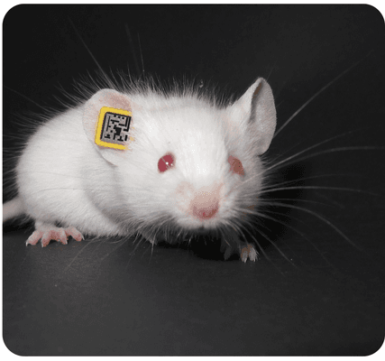 Mice Ear Tag - RapID Tags