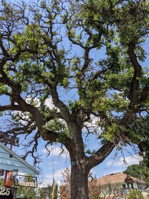 Big huge gorgeous tree with art below it