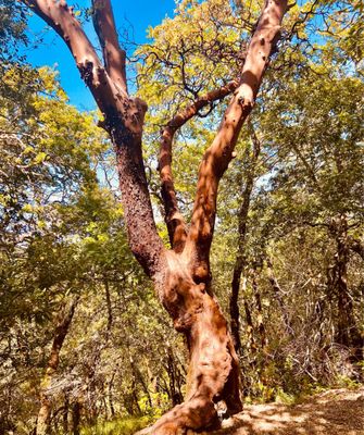 Gorgeous madrone