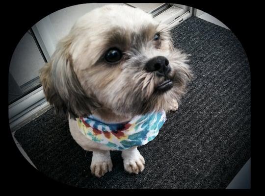 Chewie, so handsome after his haircut!