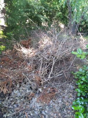 1 year old brush pile