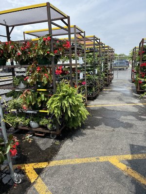 Outdoor plants are HERE!