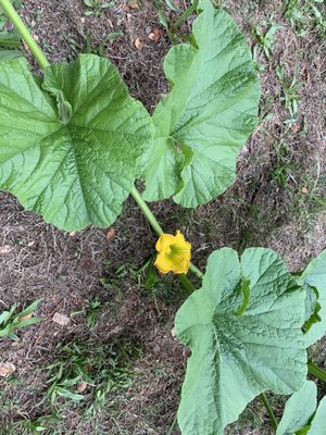 Pumpkin flower.  10/2/2022