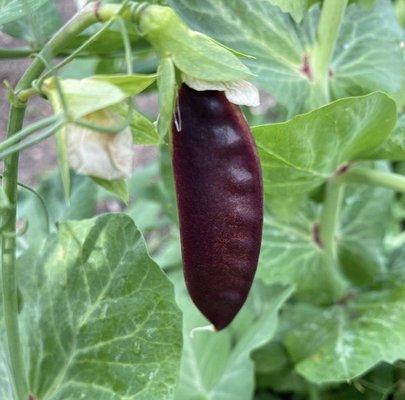 Purple snow peas