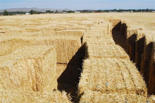 Colorado Straw Maze